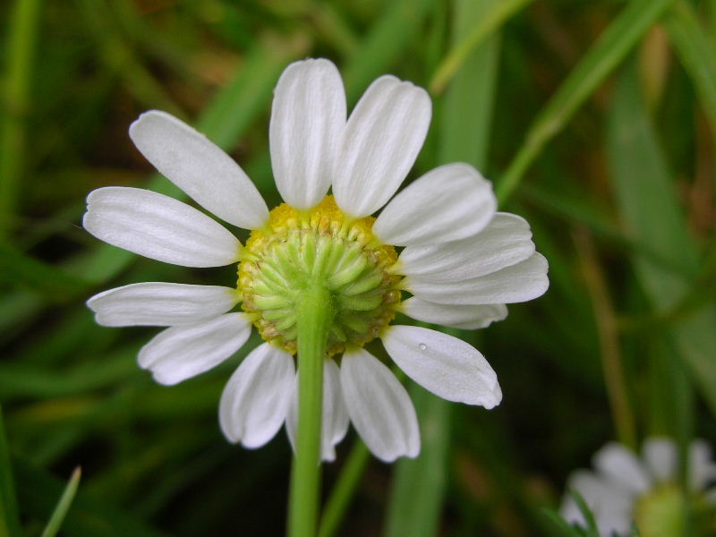 Matricaria chamomilla / Camomilla comune